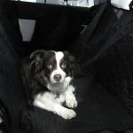 Model Y Pet Cover – Back Seat